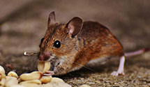 24 Hour & Emergency Exterminators in Tohajiilee, NM